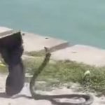 इजरायली सेना ने इस्लामिक जिहाद सदस्य को निशाना बनाया, ट्रंप की हमास को खुली धमकी